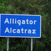 Alligator Alcatraz Photo