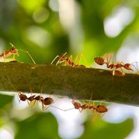 Ants