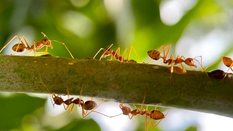 Ants