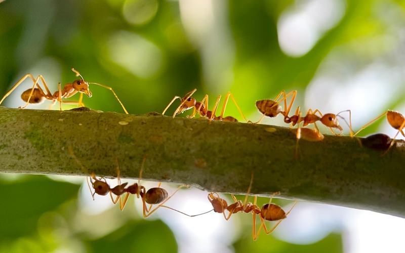 Ants