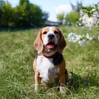 Beagle