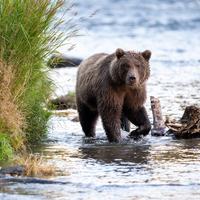 Bear Attack
