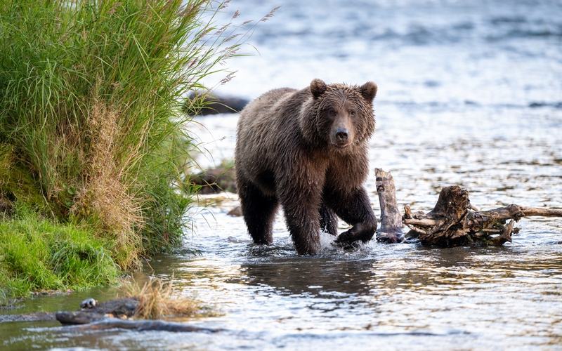 Bear Attack
