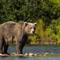 Bear