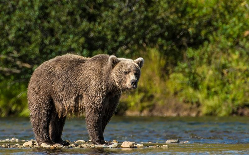 Bear