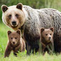 Bears Photo