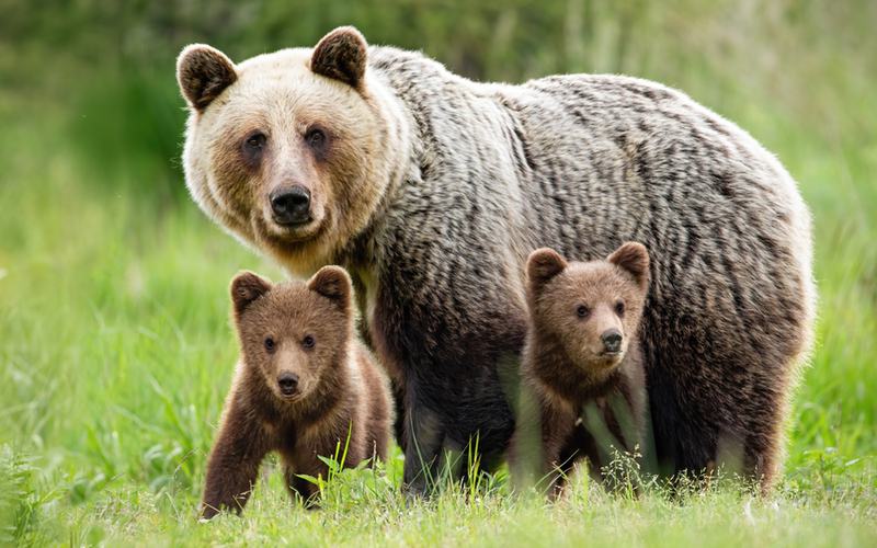 Bears Photo