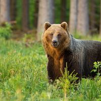 Brown Bear