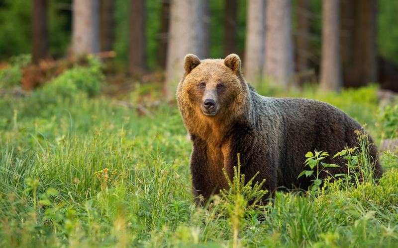 Brown Bear