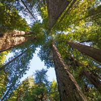 California Redwoods