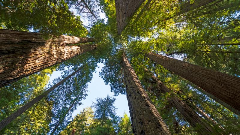 California Redwoods