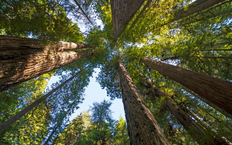 California Redwoods