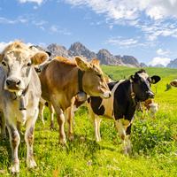 Cows