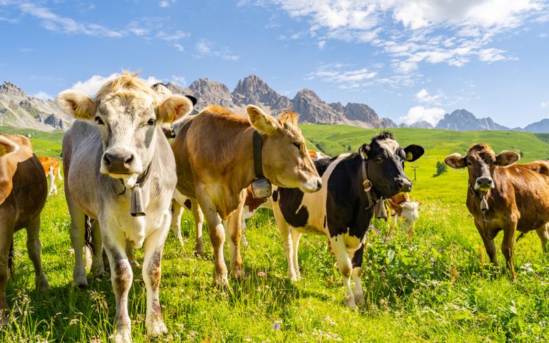 Cows