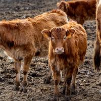 Cows Photo