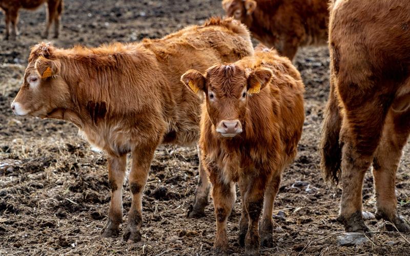 Cows Photo