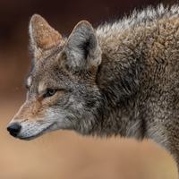 Coyote Picture