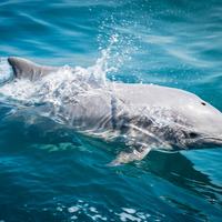 Dolphin