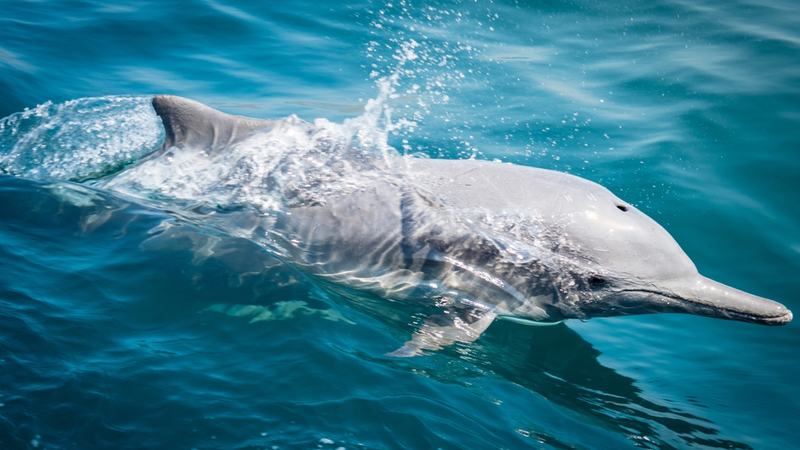 Dolphin