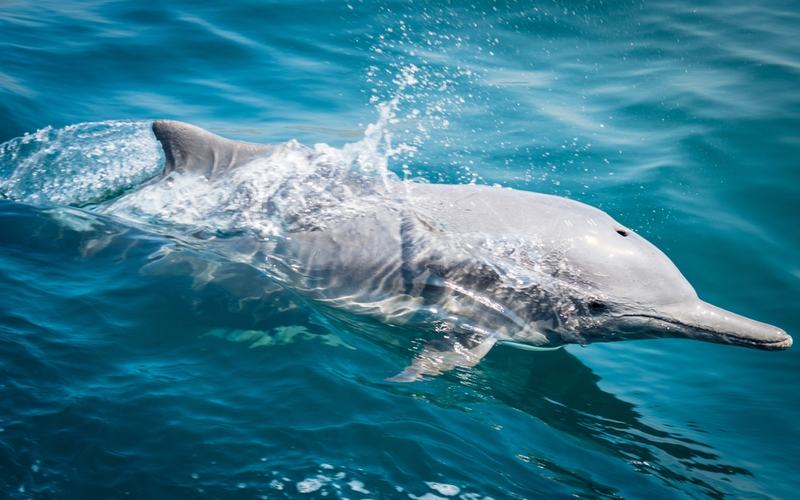 Dolphin