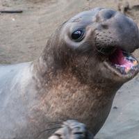 Elephant Seal