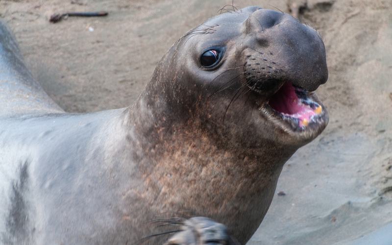 Elephant Seal