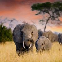Elephants