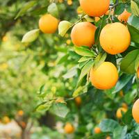 Florida Oranges