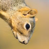 Fox Squirrel