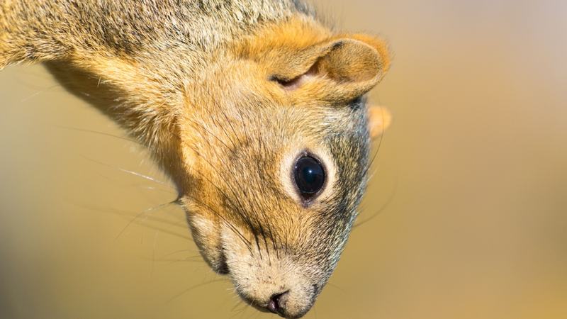 Fox Squirrel