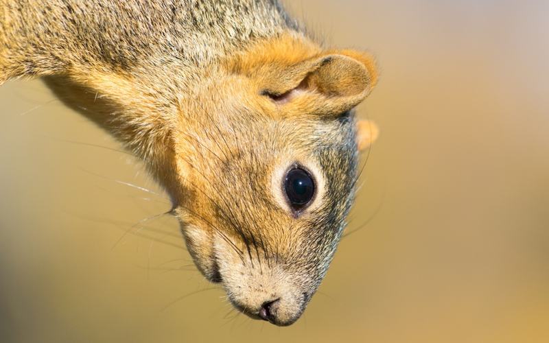 Fox Squirrel