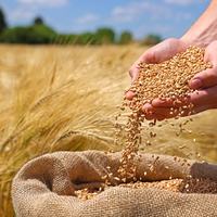 Grain