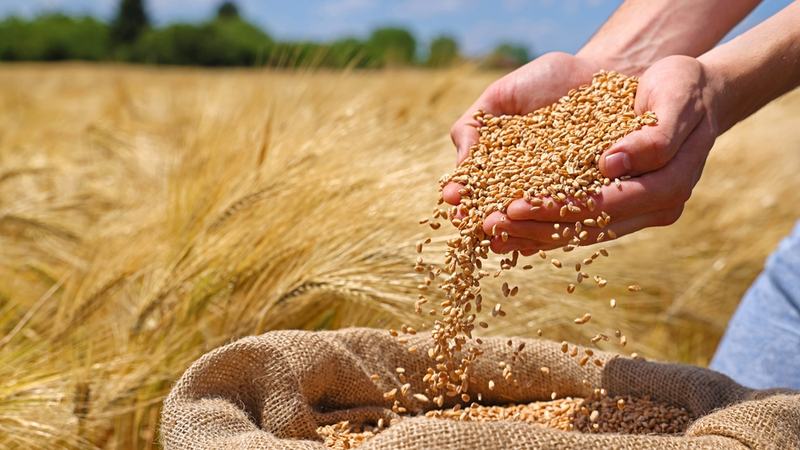 Grain