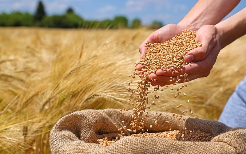 Grain