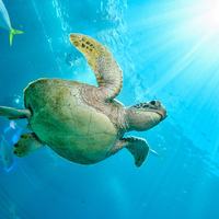 Great Barrier Reef