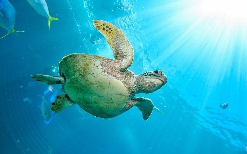 Great Barrier Reef