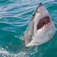 Great White Shark