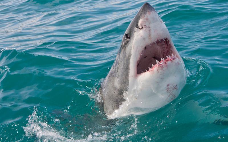 Great White Shark