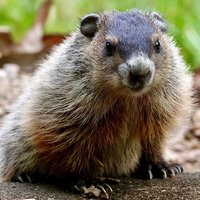 Groundhog