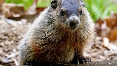 Groundhog