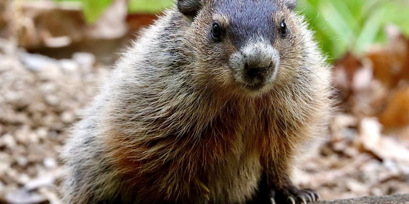 Groundhog