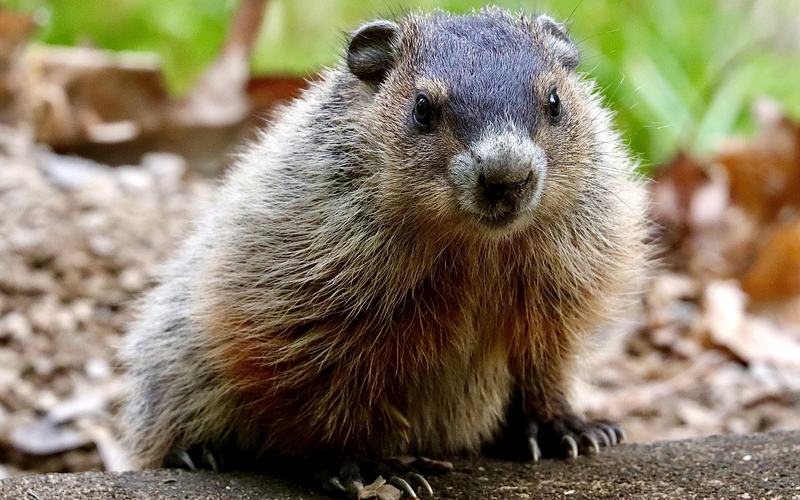 Groundhog
