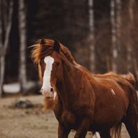 Horses