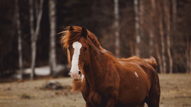 Horses