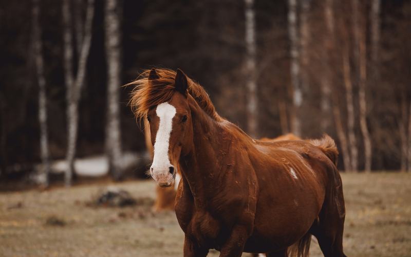 Horses