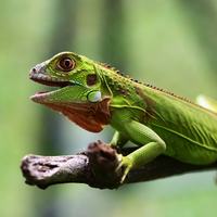 Iguanas