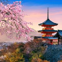 Japan Cherry Tree Picture