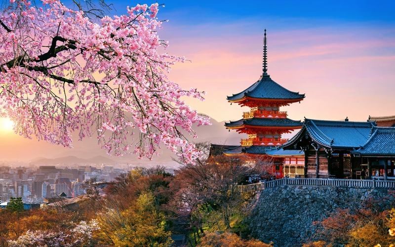 Japan Cherry Tree Picture