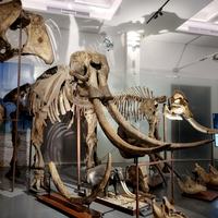Mammoth