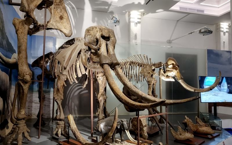 Mammoth